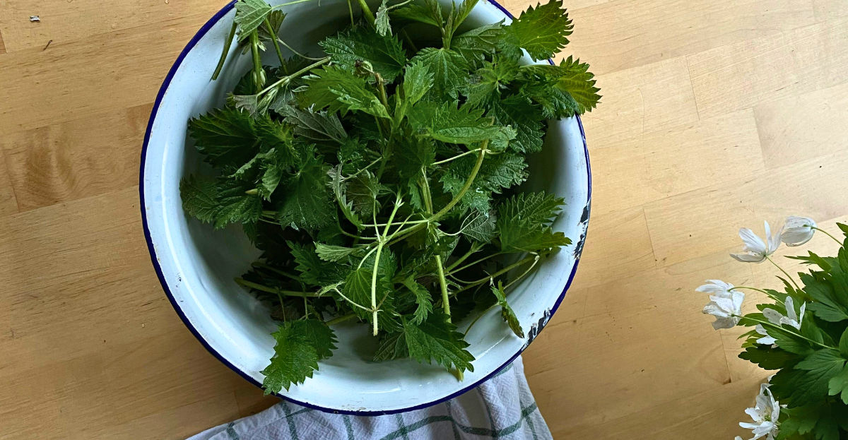 Harvested nettles